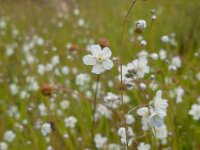 Omphalodes linifolia 4, Witte onschuld, Saxifraga-Ed Stikvoort