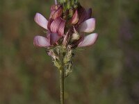 Onobrychis humilis