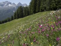 Onobrychis montana 3, Saxifraga-Willem van Kruijsbergen (2)