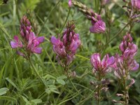 Onobrychis montana 4, Saxifraga-Willem van Kruijsbergen