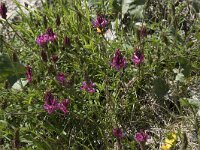 Onobrychis montana 5, Saxifraga-Willem van Kruijsbergen