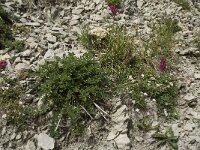 Onobrychis montana 6, Saxifraga-Willem van Kruijsbergen