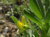 Ononis breviflora 1, Saxifraga-Rutger Barendse