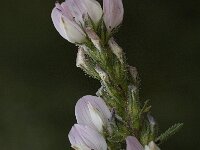 Ononis cossoniana 9, Saxifraga-Willem van Kruijsbergen