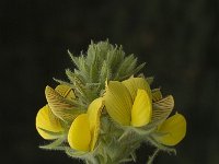Ononis natrix, Yellow Restharrow