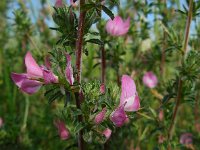 Ononis repens ssp spinosa 25, Kattendoorn, Saxifraga-Ed Stikvoort