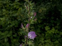 Ononis spinosa 30, Kattendoorn, Saxifraga-Jan van der Straaten