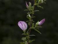 Ononis spinosa ssp spinosa 10, Kattendoorn, Saxifraga-Jan van der Straaten