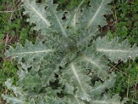 Onopordon acaulon 1, Saxifraga-Rutger Barendse