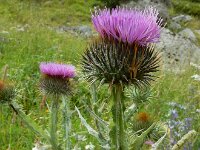 Onopordum acanthium 25, Wegdistel, Saxifraga-Ed Stikvoort : Refugio de Aliva - Sotres s9900