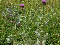 Onopordum acanthium 26, Wegdistel, Saxifraga-Ed Stikvoort : Refugio de Aliva - Sotres s9900