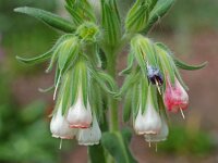 Onosma alboroseum 2, Saxifraga-Willem van Kruijsbergen
