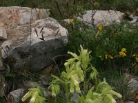 Onosma fastigiata 4, Saxifraga-Dirk Hilbers