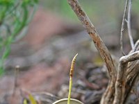 Ophioglossum lusitanicum
