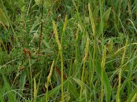 Ophioglossum vulgatum 2, Addertong, Saxifraga-Willem van Kruijsbergen