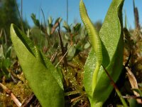 Ophioglossum vulgatum 21, Addertong, Saxifraga-Ed Stikvoort