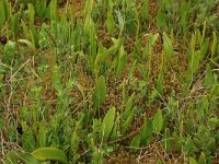 Ophioglossum vulgatum 36, Addertong, Saxifraga-Hans Boll