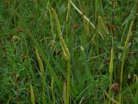 Ophioglossum vulgatum 4, Addertong, Saxifraga-Willem van Kruijsbergen