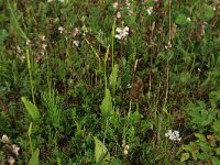 Ophioglossum vulgatum 43, Addertong, Saxifraga-Hans Boll