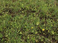 Ophioglossum vulgatum 48, Addertong, Saxifraga-Hans Boll