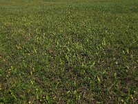 Ophioglossum vulgatum 51, Addertong, Saxifraga-Hans Boll