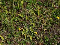 Ophioglossum vulgatum 52, Addertong, Saxifraga-Hans Boll