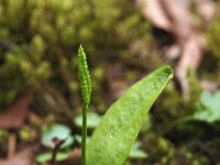 Ophioglossum vulgatum 55, Addertong, Saxifraga-Hans Dekker