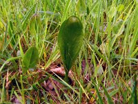 Ophioglossum vulgatum 66, Addertong Saxifraga-Hans Grotenhuis