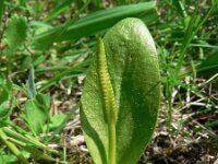Ophioglossum vulgatum 8, Addertong, Saxifraga-Jan Willem Jongepier