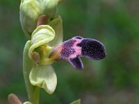 Ophrys algarvensis 4, Saxifraga-Hans Dekker