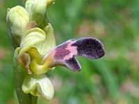 Ophrys algarvensis 5, Saxifraga-Hans Dekker