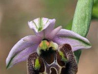 Ophrys appeninna