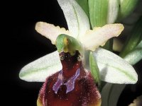 Ophrys arachnitiformis, False Spider Orchid
