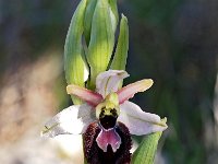 Ophrys arachnitiformis 12, Saxifraga-Hans Dekker