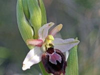 Ophrys arachnitiformis 13, Saxifraga-Hans Dekker