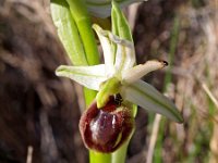 Ophrys arachnitiformis 14, Saxifraga-Hans Dekker