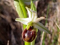 Ophrys arachnitiformis 15, Saxifraga-Hans Dekker