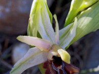 Ophrys arachnitiformis 16, Saxifraga-Hans Dekker