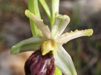 Ophrys arachnitiformis 17, Saxifraga-Hans Dekker