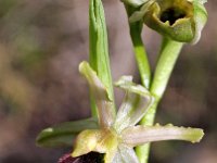Ophrys arachnitiformis 18, Saxifraga-Hans Dekker