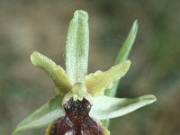 Ophrys arachnitiformis 2, Saxifraga-Hans Dekker