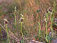 Ophrys arachnitiformis 5, Saxifraga-Hans Dekker