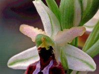 Ophrys arachnitiformis 6, Saxifraga-Hans Dekker