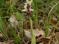 Ophrys arachnitiformis ssp archipelagi 8, Saxifraga-Rien Schot