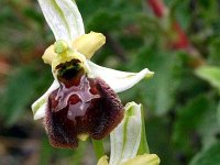 Ophrys arachnitiformis ssp archipelagi 9, Saxifraga-Rien Schot