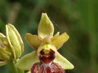 Ophrys arachnitiformis ssp occidentalis 10, Saxifraga-Hans Dekker