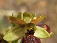 Ophrys arachnitiformis ssp occidentalis 11, Saxifraga-Hans Dekker