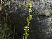 Ophrys araneola 15, Saxifraga-Marijke Verhagen