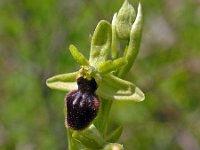 Ophrys araneola 2, Saxifraga-Hans Dekker