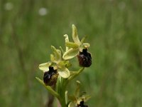 Ophrys aranifera 2, Saxifraga-Dirk Hilbers